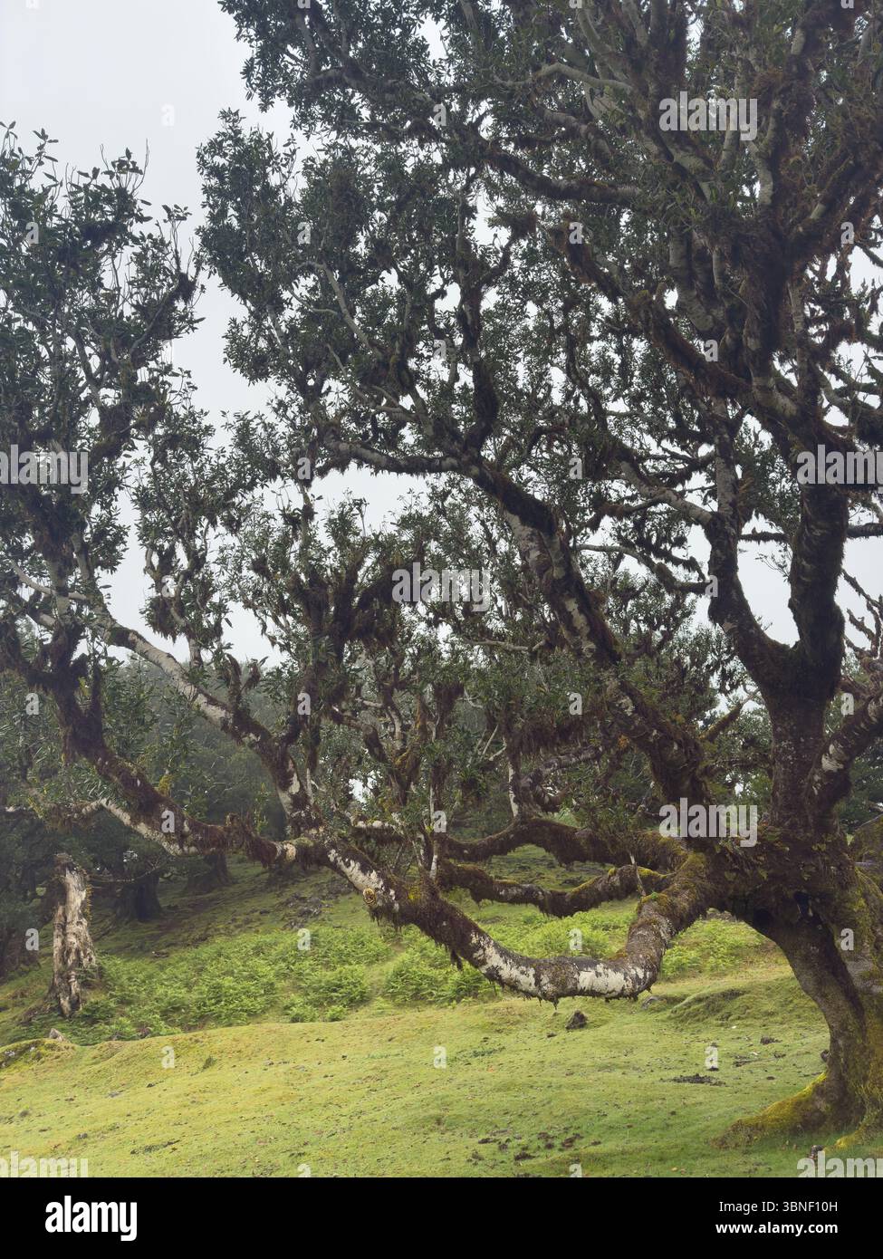 Ancient twisted trees covered in moss in foggy Fanal forest, Madeira. Moody, dreamy landscape with soft light and mysterious atmosphere. Surreal hikin - Smartphone Captured Stock Image Ancient twisted trees covered in moss in foggy Fanal forest, Madeira. Moody, dreamy landscape with soft light and mysterious atmosphere. Surreal hikin - Smartphone Captured Stock Image
