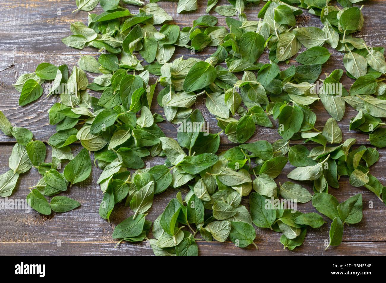 Scattered Oregano Leaves Ready for Drying. Herbal Preparation on Rustic Wooden Surface Stock Photo