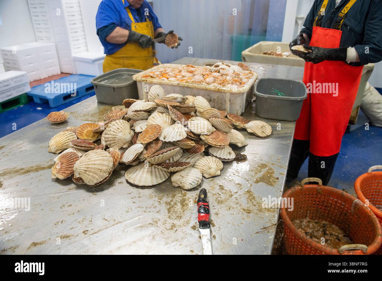 Inside a Shetland fish factory where workers expertly fillet and ...
