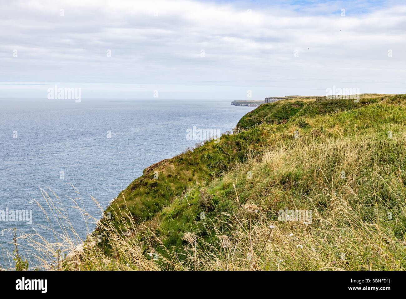 A grassy clifftop on the Yorkshire coast, stretching towards the horizon above the North Sea. Scenic view of the rugged English coastline. Stock Photo