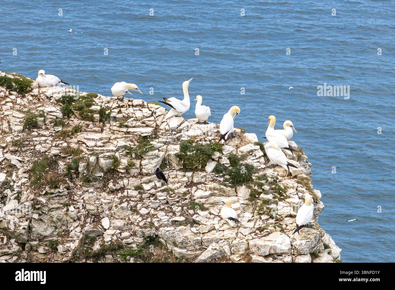Northern Gannets nesting on a dramatic cliffside above the sea at Bempton Cliffs, a popular wildlife tourism destination in Yorkshire. Stock Photo