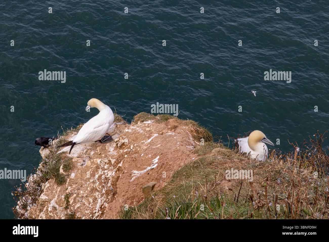 Northern Gannets perch quietly on a coastal cliff edge above the sea, a calmer moment in the busy breeding season on the Yorkshire coast. Stock Photo