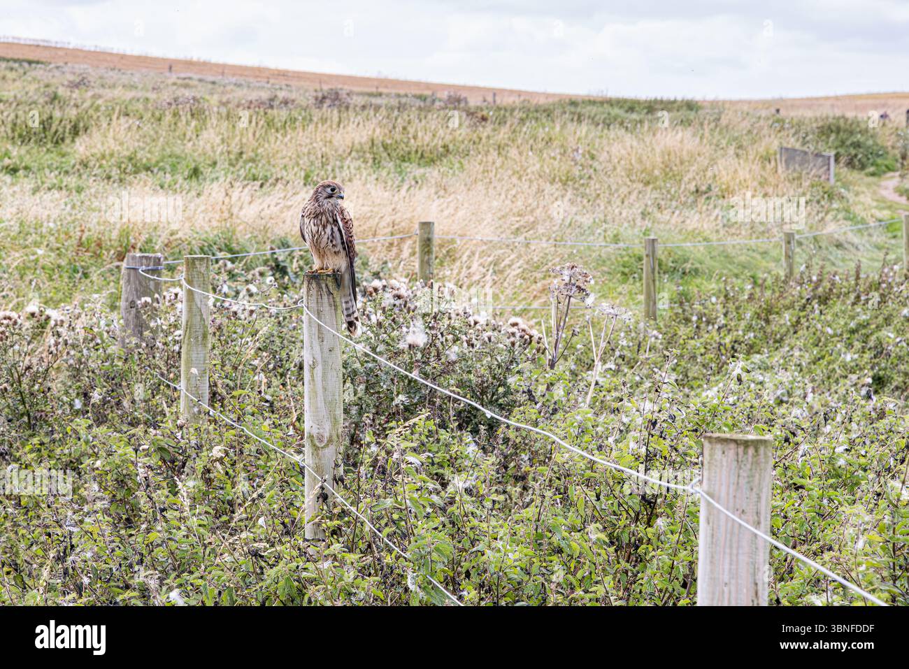 A kestrel stands alert on a weathered fence post above coastal grassland near Flamborough, East Yorkshire, Bird of prey in the British countryside. Stock Photo