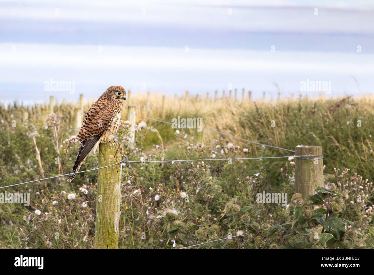 A kestrel perches on a fence post in open countryside, with grassland stretching behind and the sky forming a soft, natural backdrop. Stock Photo