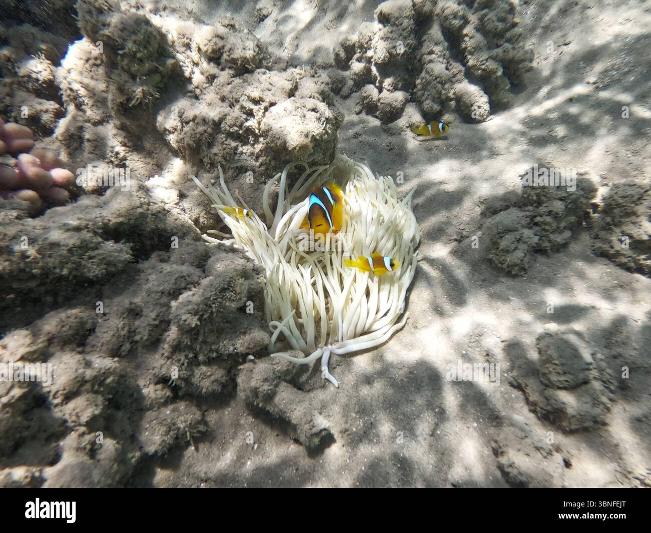 Underwater red clownfish sea anemones hi-res stock photography and ...