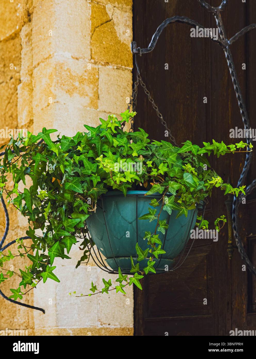 Lush green leaves mediterranean plant hi-res stock photography and ...
