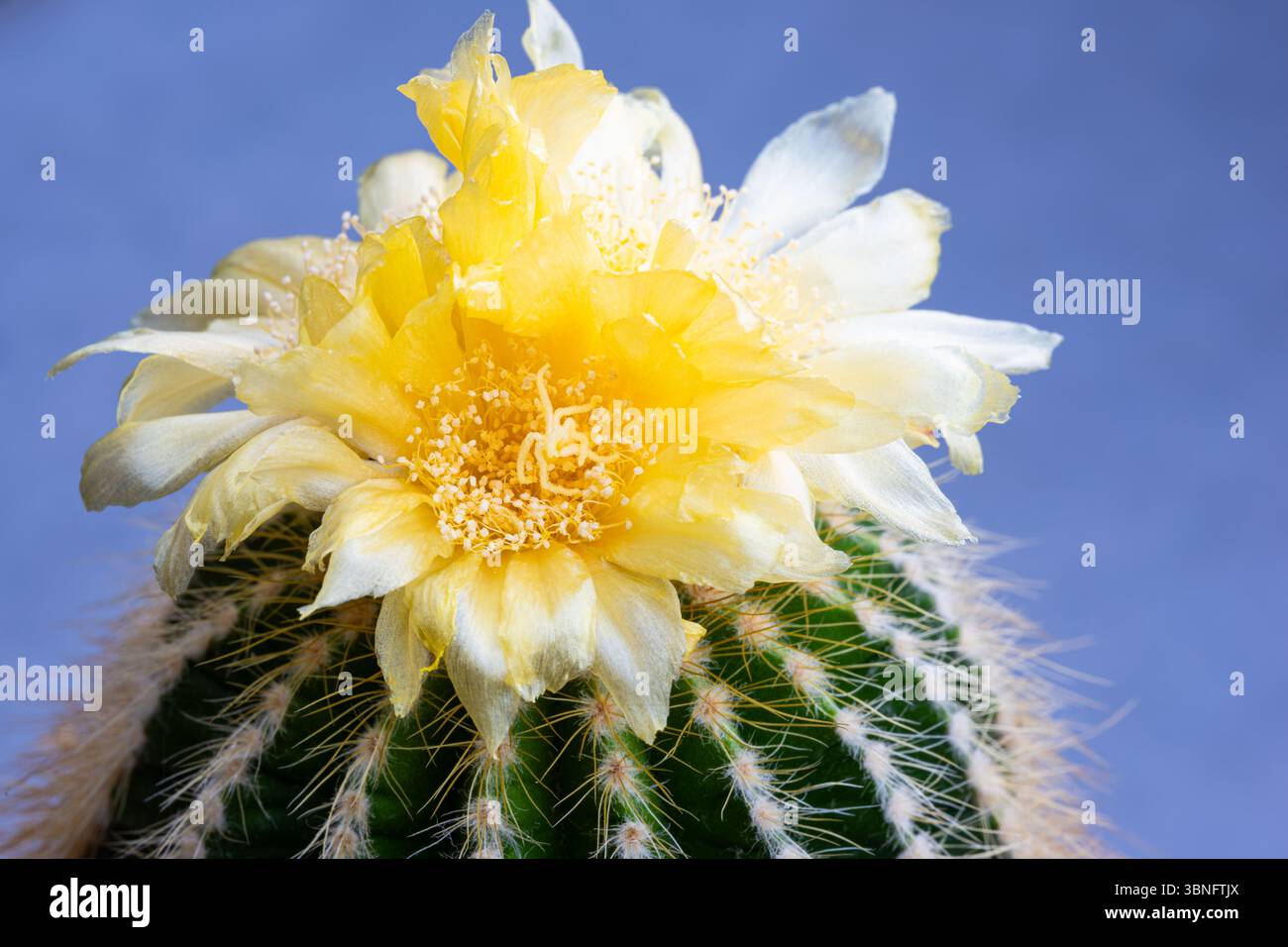 Mammillaria cactus hi-res stock photography and images - Page 21 - Alamy