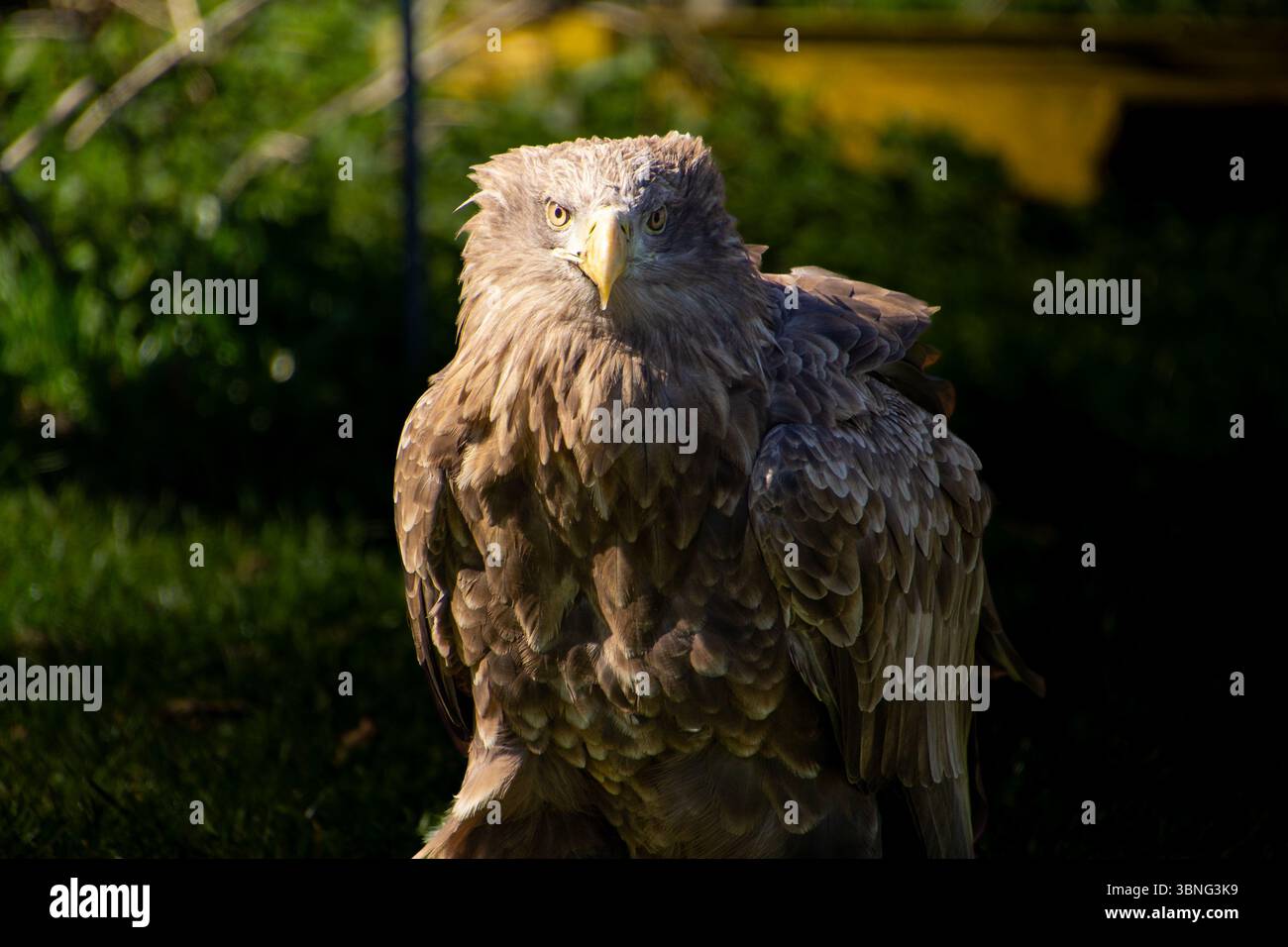 Having a conversation with a white-tailed eagle, looking directly in the camera. Stock Photo