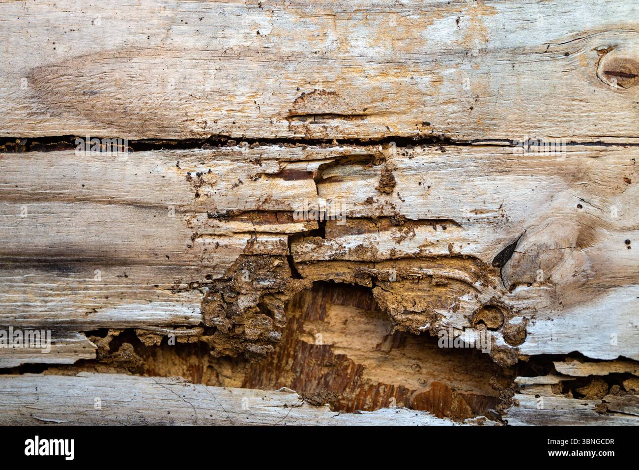 Tyramite Invation Termite nests found in rotten wood. Wood decay caused by termites ...