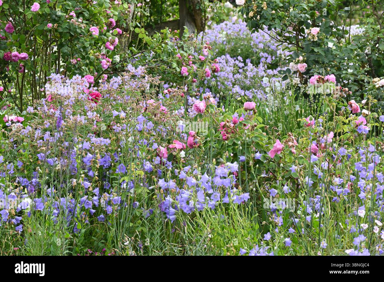 Romantic mixed summer border planting in pink blue and white of old ...