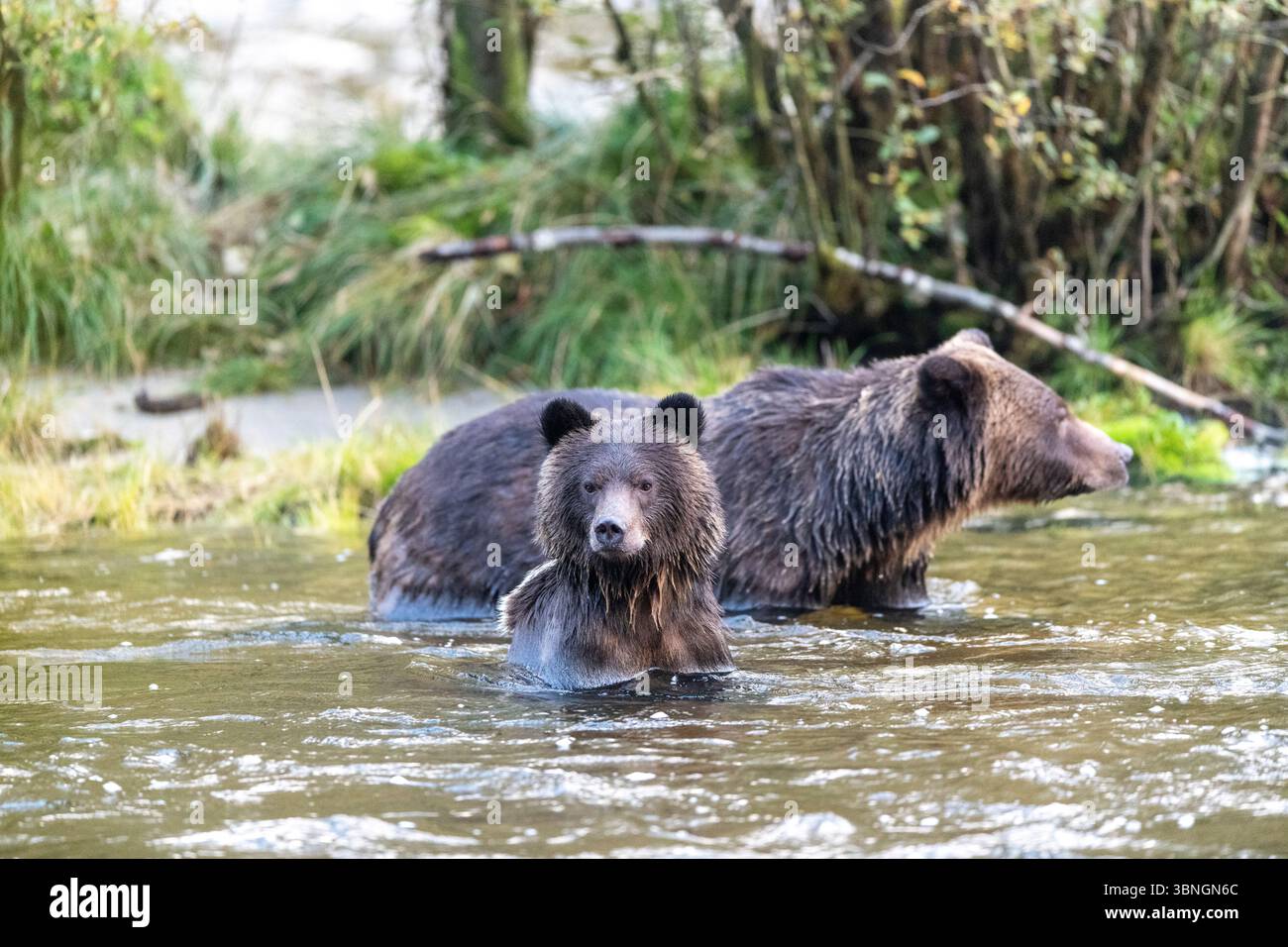 Grizzly bear swimming - Ursus arctos horribilis - in Smith Inlet, Great ...