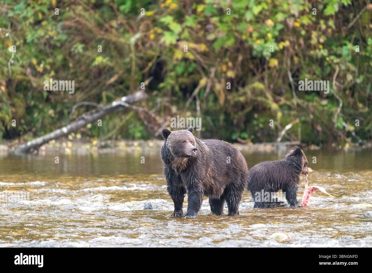 Grizzly bear - Ursus arctos horribilis - in Smith Inlet, Great Bear ...