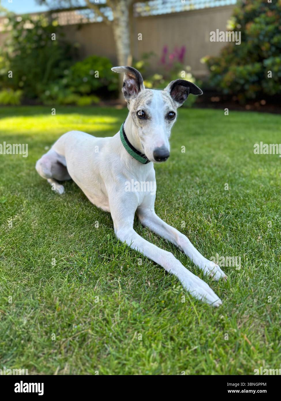Playful female Whippet dog lounging on green grass, alert and relaxed. A sleek, speedy breed enjoying the outdoors on a sunny day. - Smartphone Captured Stock Image