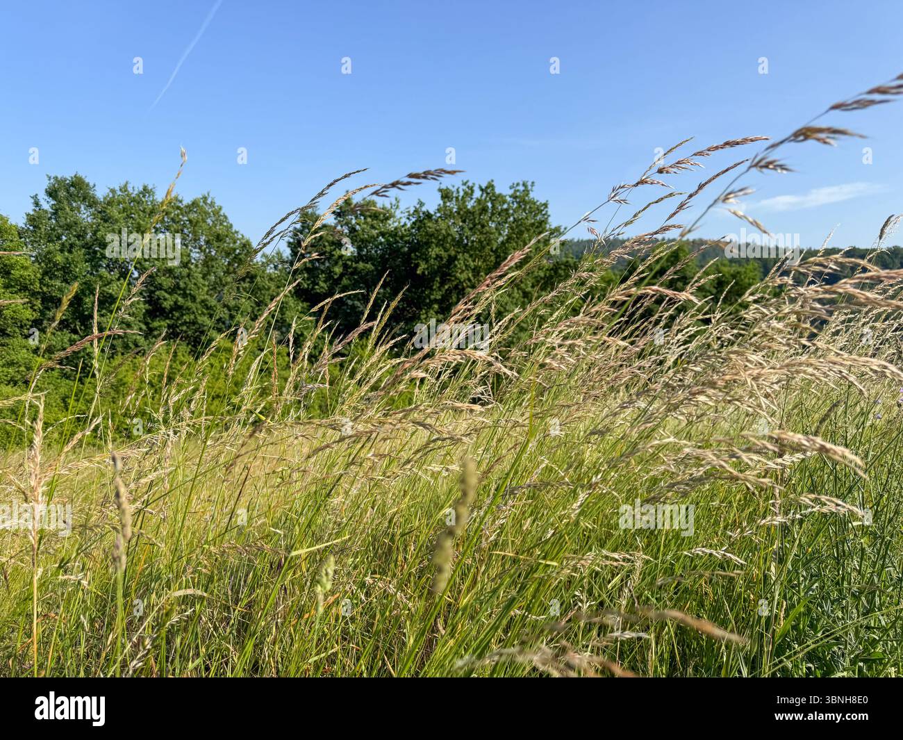 Tall grass sways gently in a meadow under a bright, clear sky. The lush ...