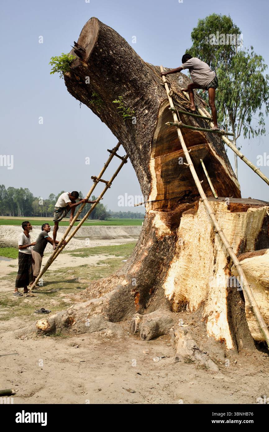 Men cutting down a tree using axes and handmade bamboo scaffolding in ...
