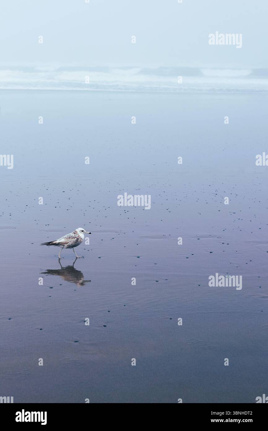 A seagull walking on a wet beach, with its reflection underneath. Stock Photo