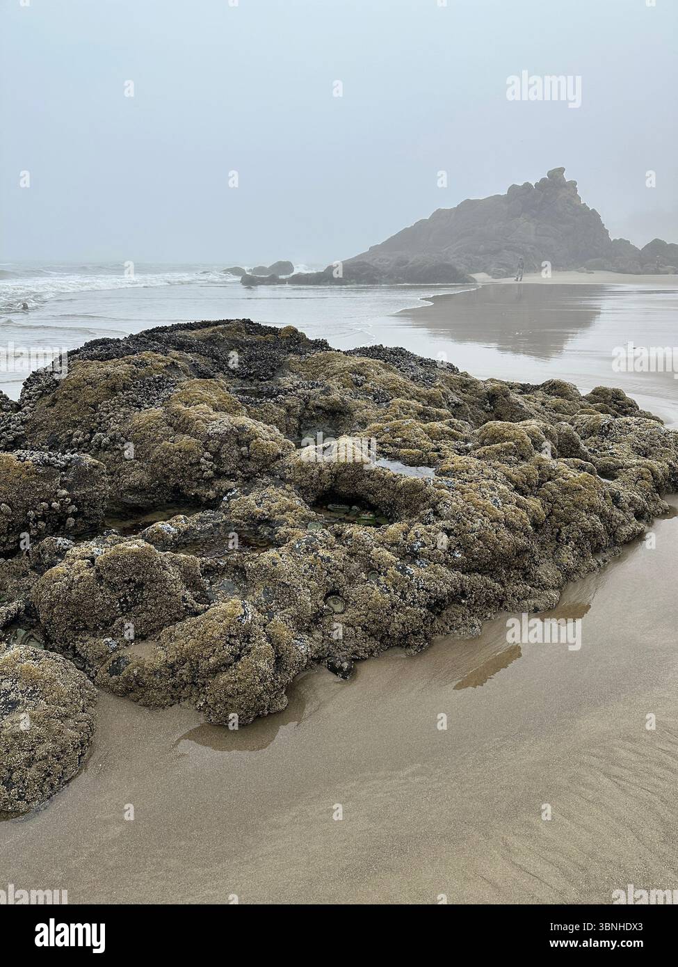 Exposed rocks at low tide at Fogarty Creek state recreation area in Depoe Bay, Oregon on a foggy morning. - Smartphone Captured Stock Image Exposed rocks at low tide at Fogarty Creek state recreation area in Depoe Bay, Oregon on a foggy morning. - Smartphone Captured Stock Image