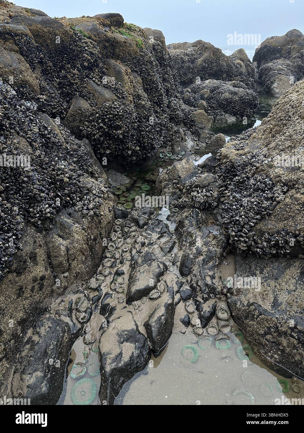 Exposed rocks at low tide at Fogarty Creek state recreation area in Depoe Bay, Oregon on a foggy morning. - Smartphone Captured Stock Image Exposed rocks at low tide at Fogarty Creek state recreation area in Depoe Bay, Oregon on a foggy morning. - Smartphone Captured Stock Image