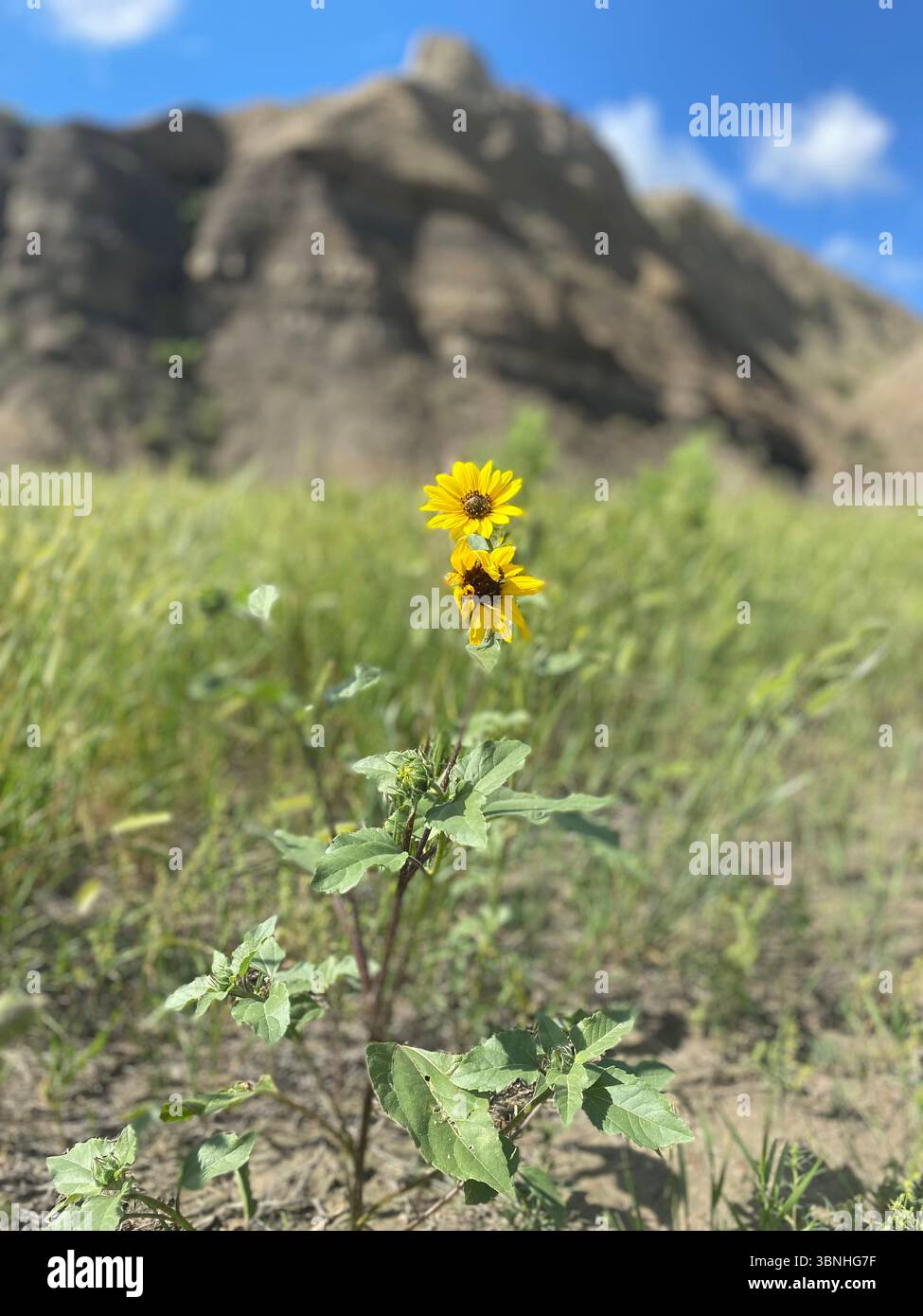 Single yellow flower in front of mountains - Smartphone Captured Stock Image
