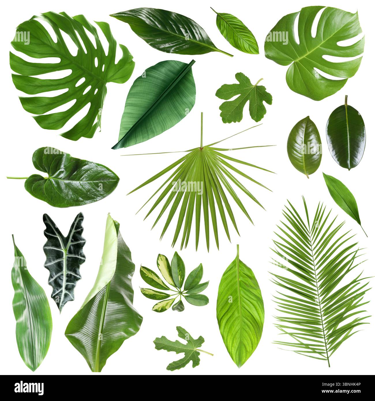 Many different tropical leaves isolated on white, set Stock Photo - Alamy