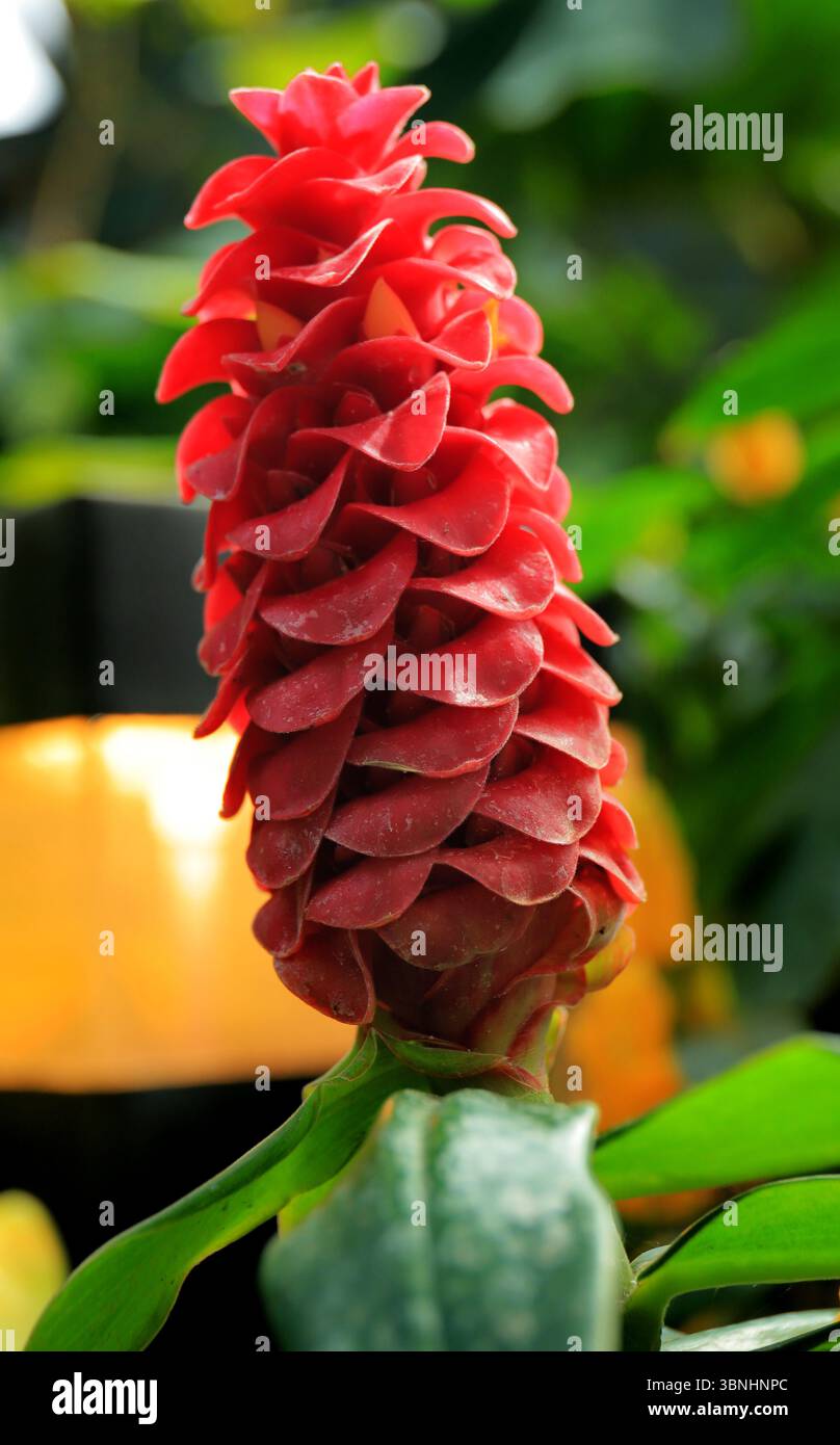 Spiral ginger plant hi-res stock photography and images - Alamy
