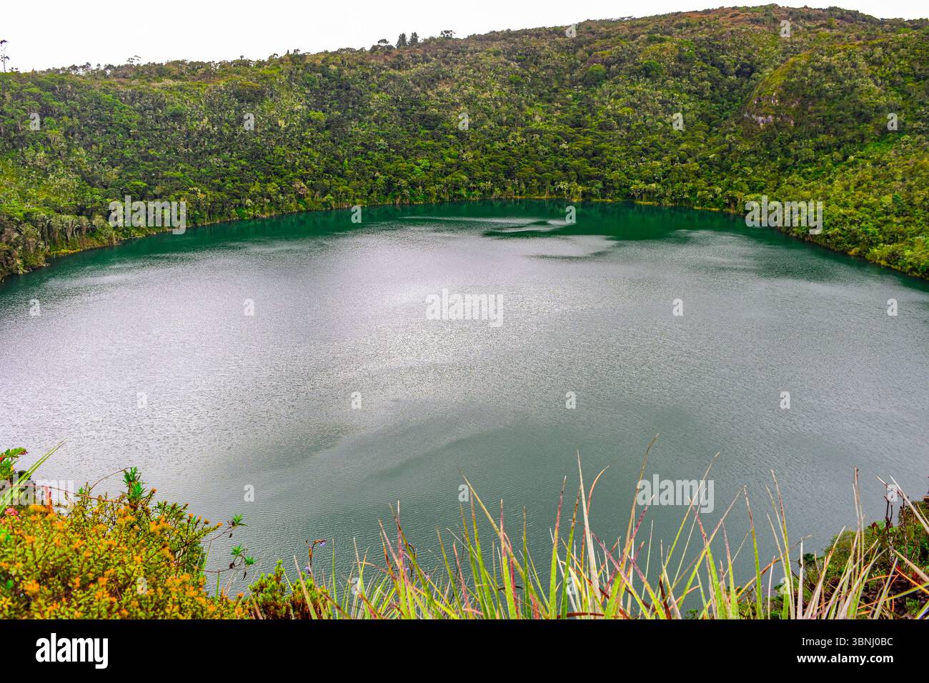 Fauna de colombia hi-res stock photography and images - Alamy