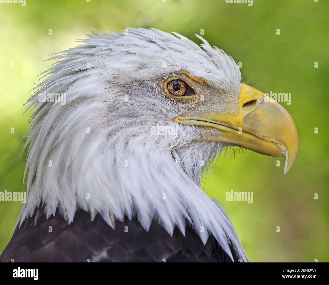 Bald eagle portrait isolated on green background, Canada Stock Photo