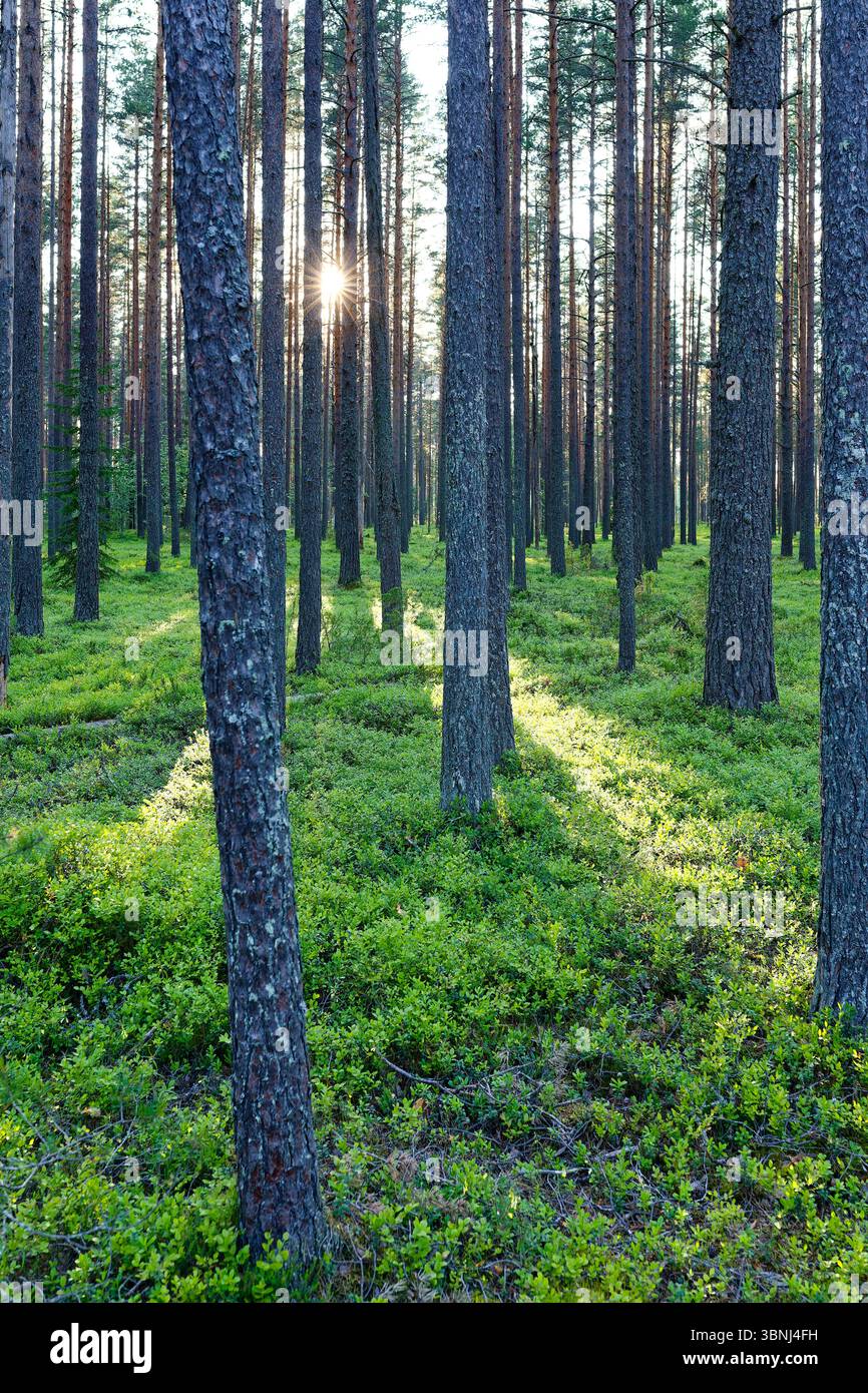 Sunlight streaming through tall pine trees in a lush green forest with ...
