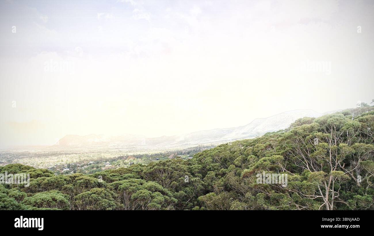 Aerial view lush green tree hi-res stock photography and images - Alamy