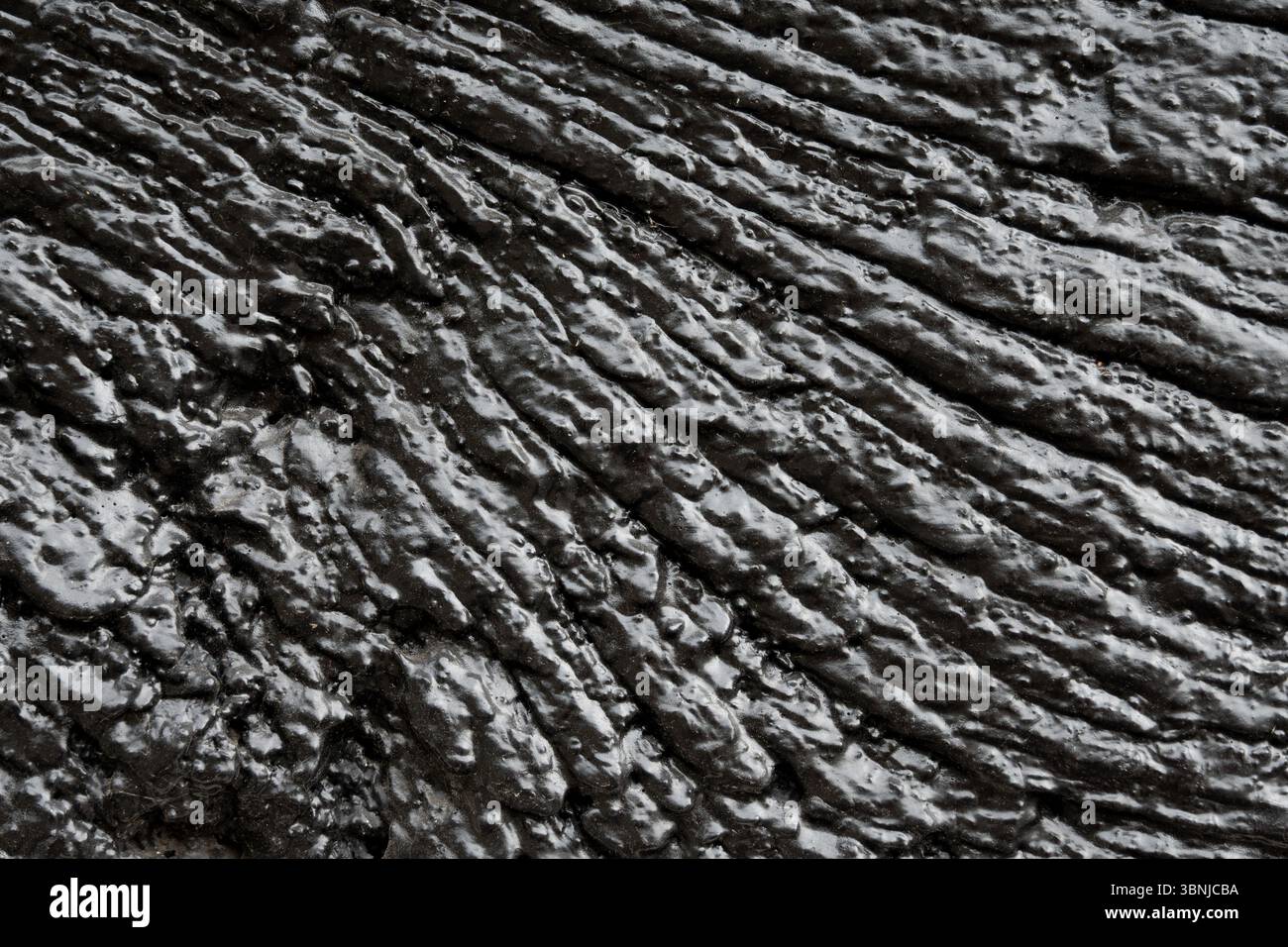 Texture - black painted oak wood. Stock Photo