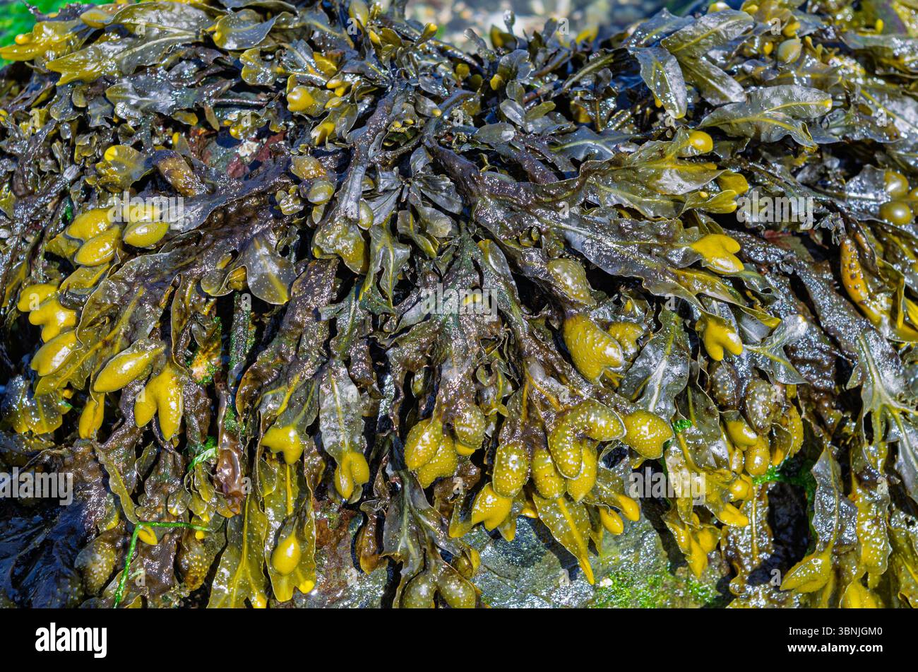 Close up of bladderwrack on a Co. Down beach used as a cooking ...