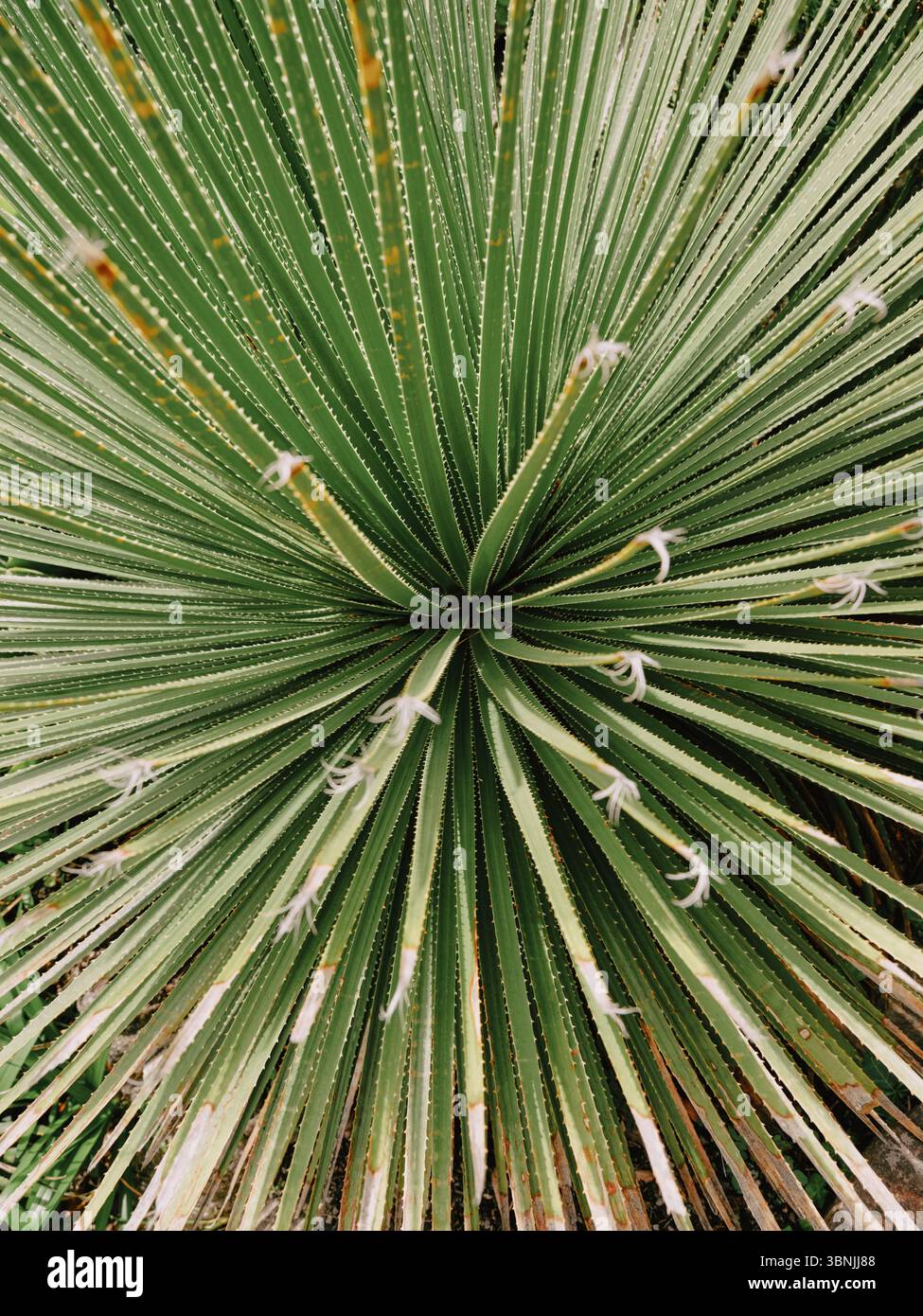 Dasylirion serratifolium (Yucca serratifolia) Stock Photo