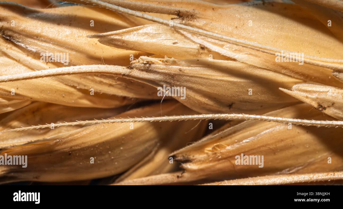 Extreme close-up of a single ripe wheat ear with visible grain and ...