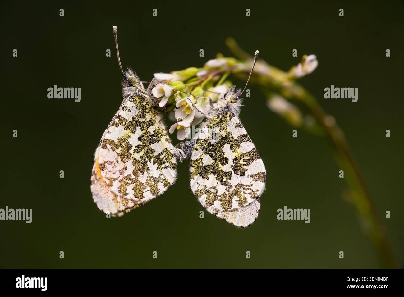Two orange-tip butterflies gracefully perch on small white flowers, showcasing the intricate patterns on their wings, captured through this exquisite Stock Photo