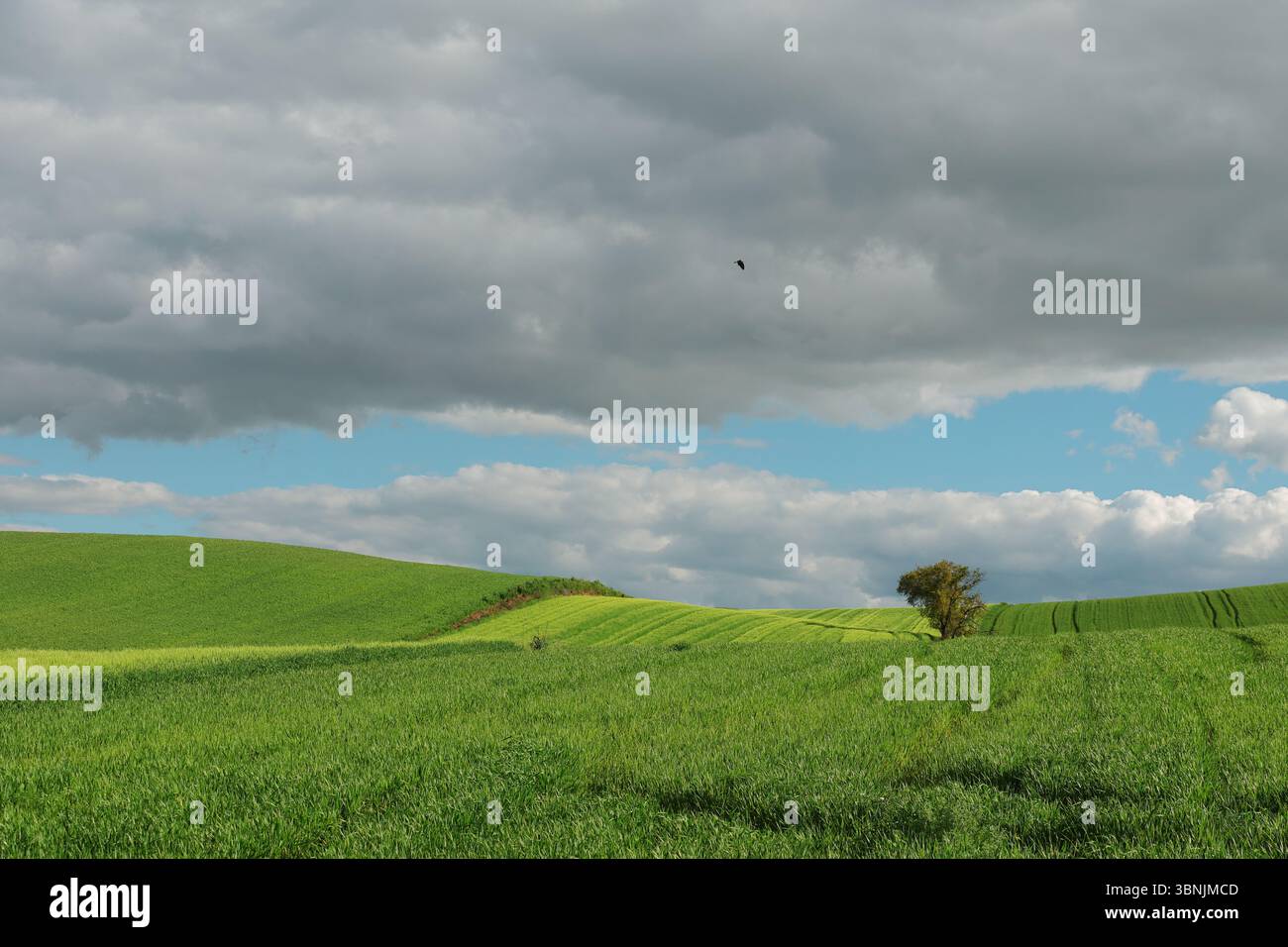 Vast green fields stretch under a dramatic sky with gray clouds ...
