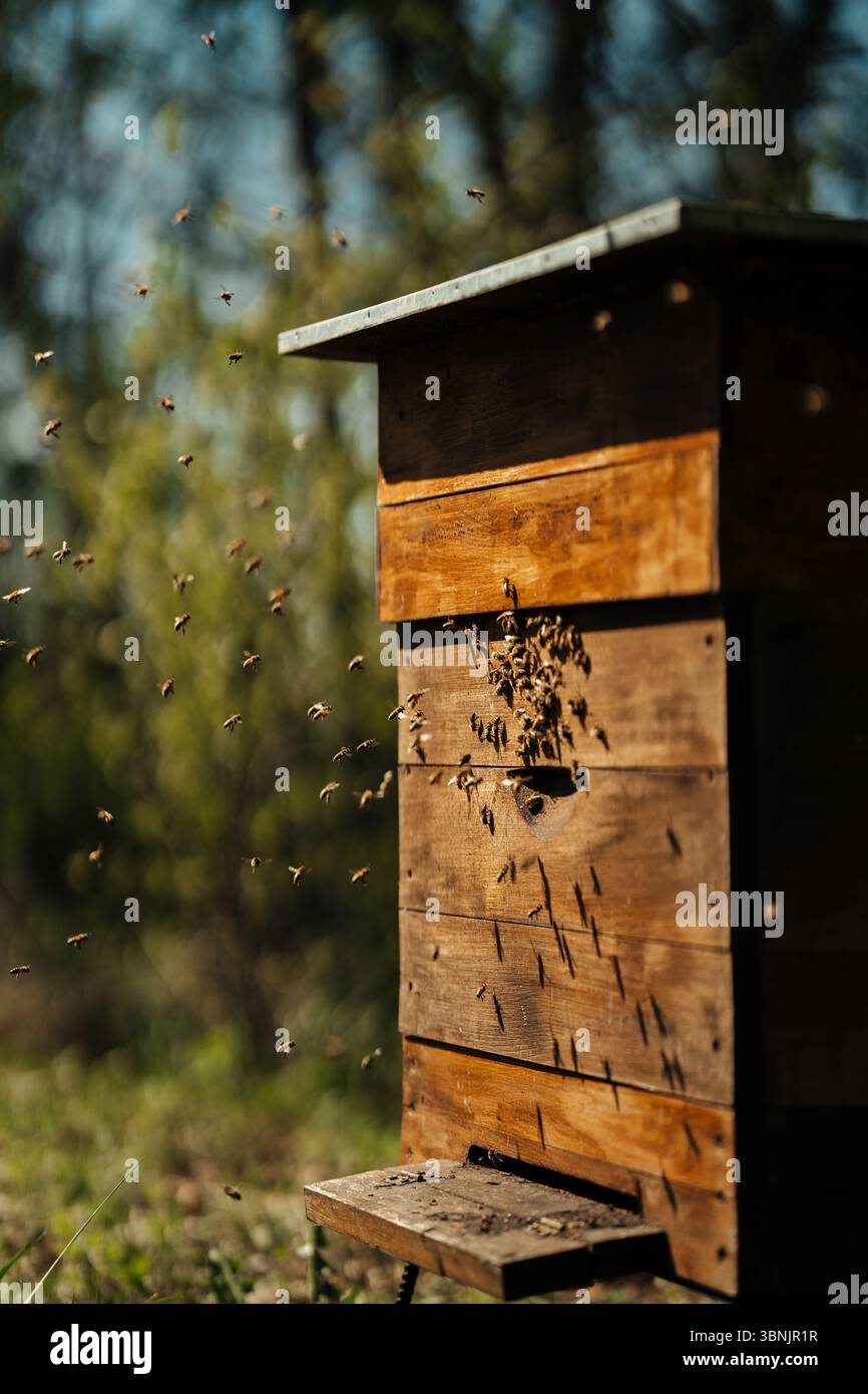 Capturing a swarm of bees hi-res stock photography and images - Alamy