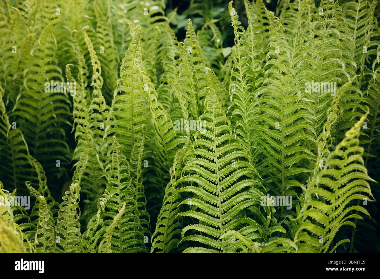Vibrant display lush ferns hi-res stock photography and images - Alamy