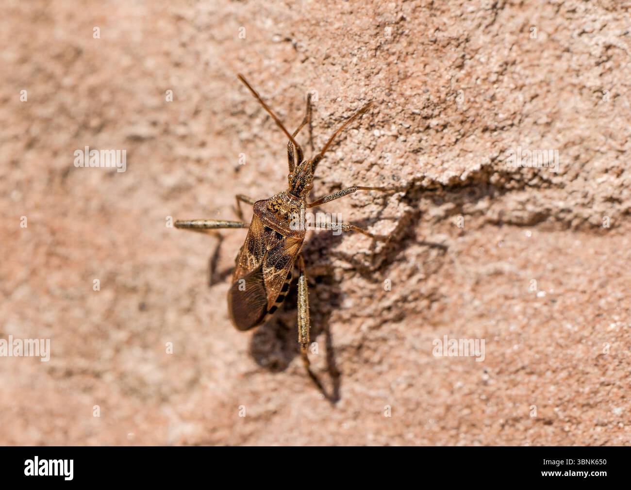 American pine bug on rocky ground. Leptoglossus occidentalis. Western conifer seed bug. Stock Photo