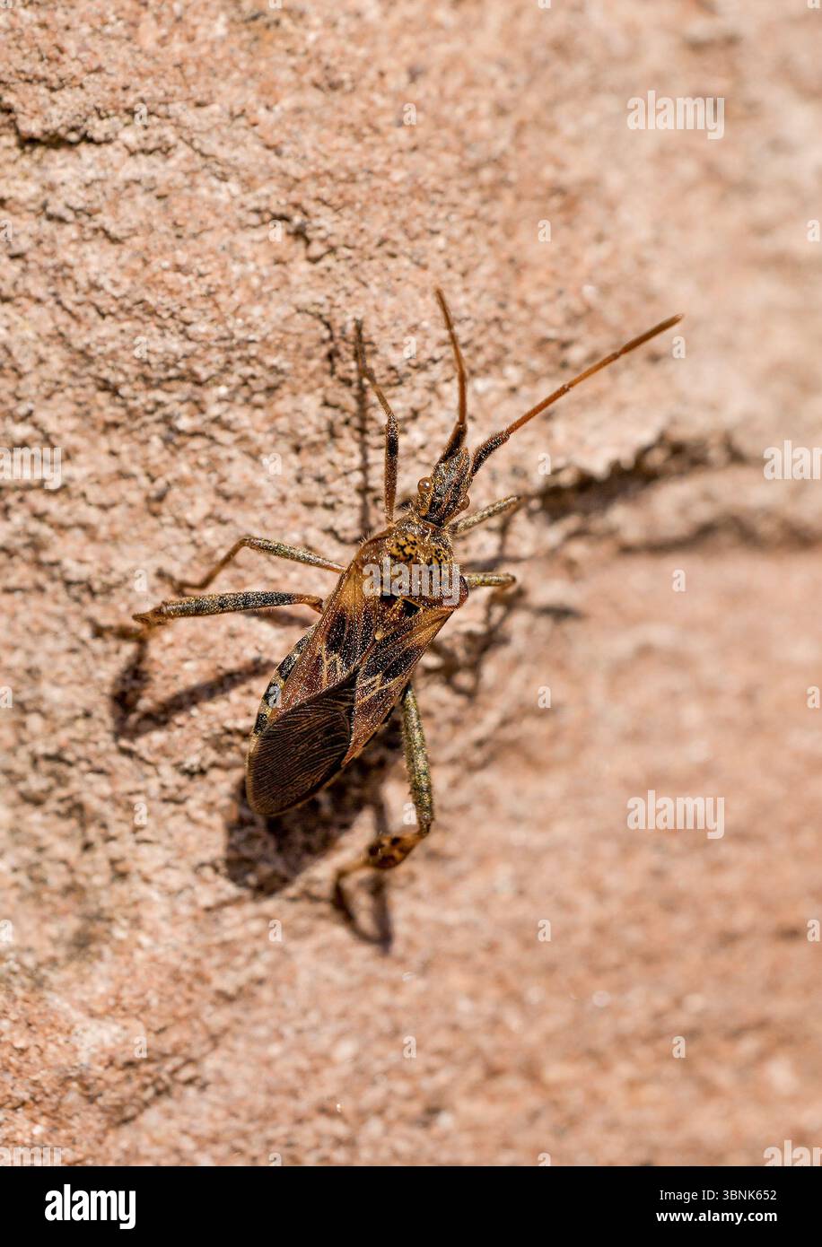 American pine bug on rocky ground. Leptoglossus occidentalis. Western conifer seed bug. Stock Photo