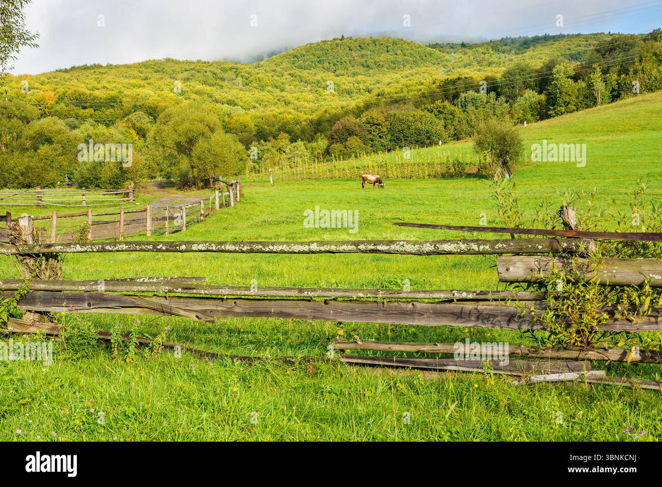 rural landscape with field and forested hill. organic pasture. country road winding along the wooden fence near meadow. cow grazing near arable. sunny Stock Photo