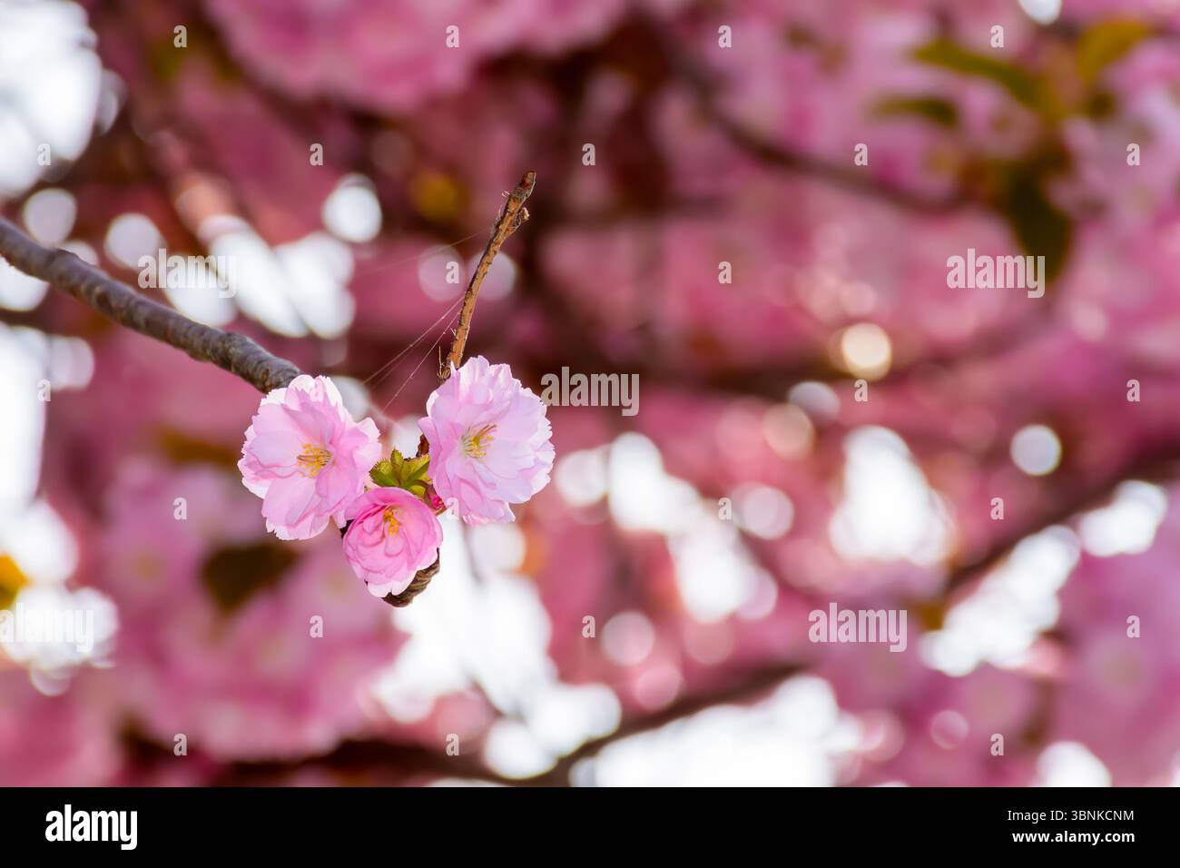 fragrant blossom of sakura in spring. pink nature background. japanese plant adapted for ukraine climate. twigs of kanzan species with lush flowers Stock Photo