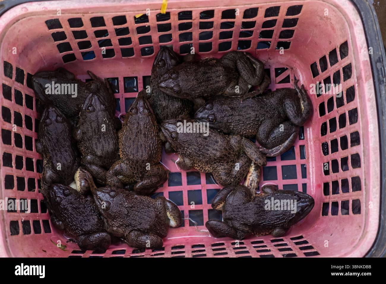 Frogs for sale near me