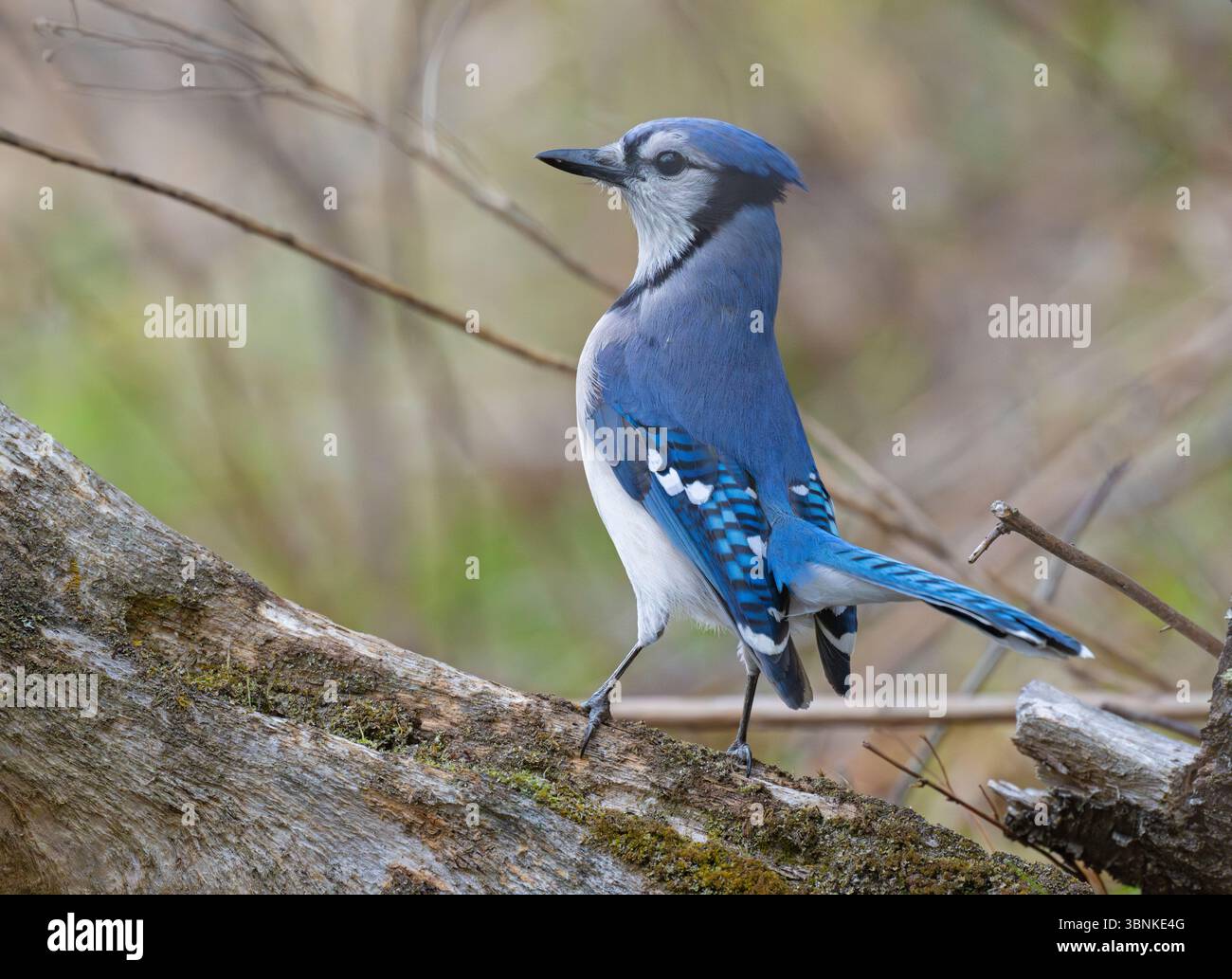Blue Jay (Cyanocitta cristata). Acadia National Park, Maine, USA 