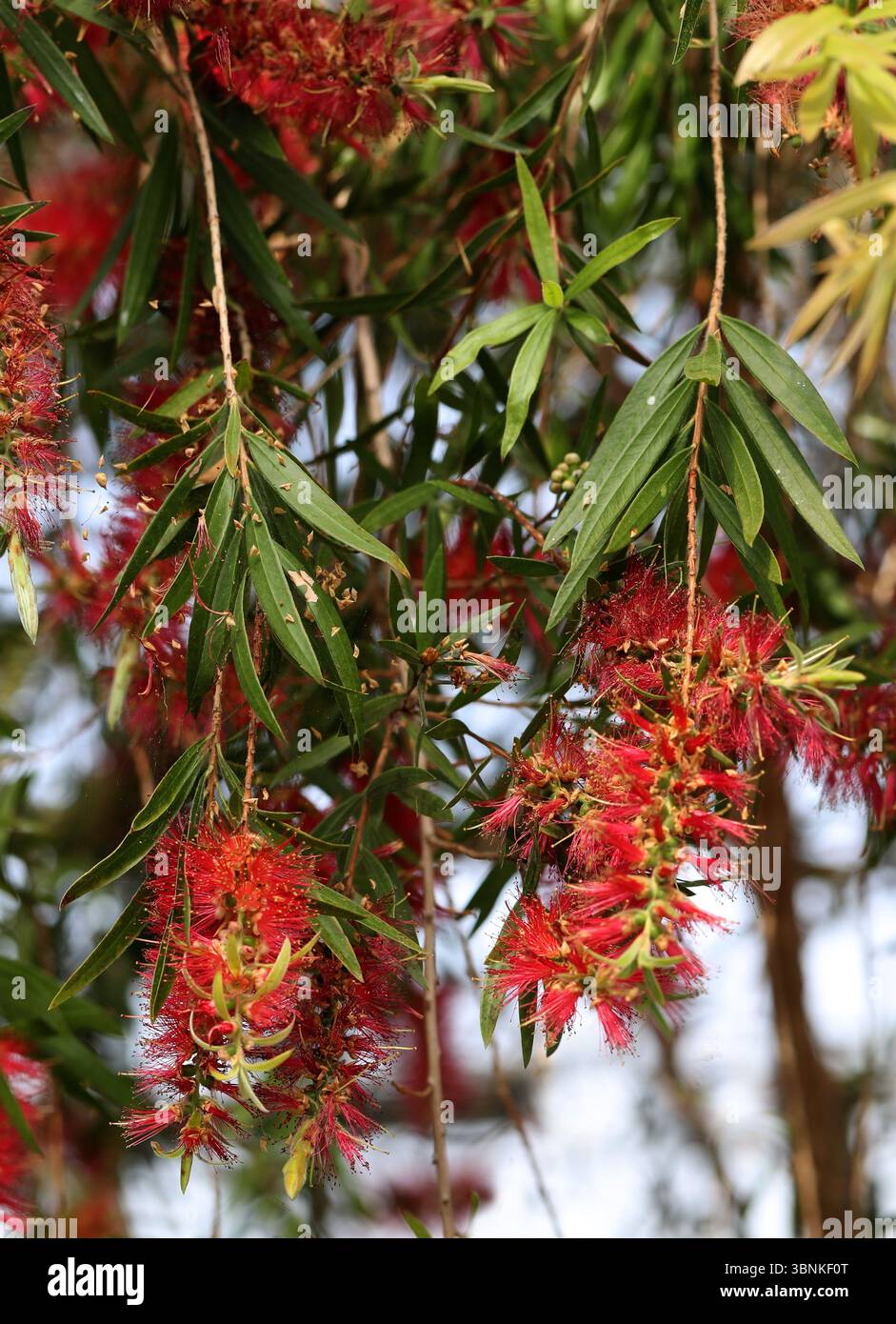 Weeping Bottlebrush or Creek Bottlebrush, Melaleuca viminalis, Myrtaceae. New South Wales, Queensland and Western Australia. Stock Photo