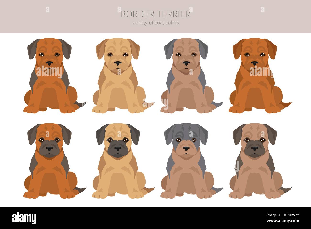 Border Terrier Clipart Different Coat Colors And Poses Set Vector 