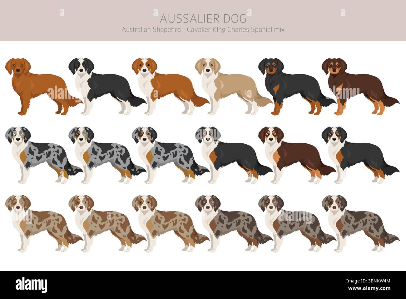 Aussalier clipart. Australian Shepherd Cavalier King Charles Spaniel
