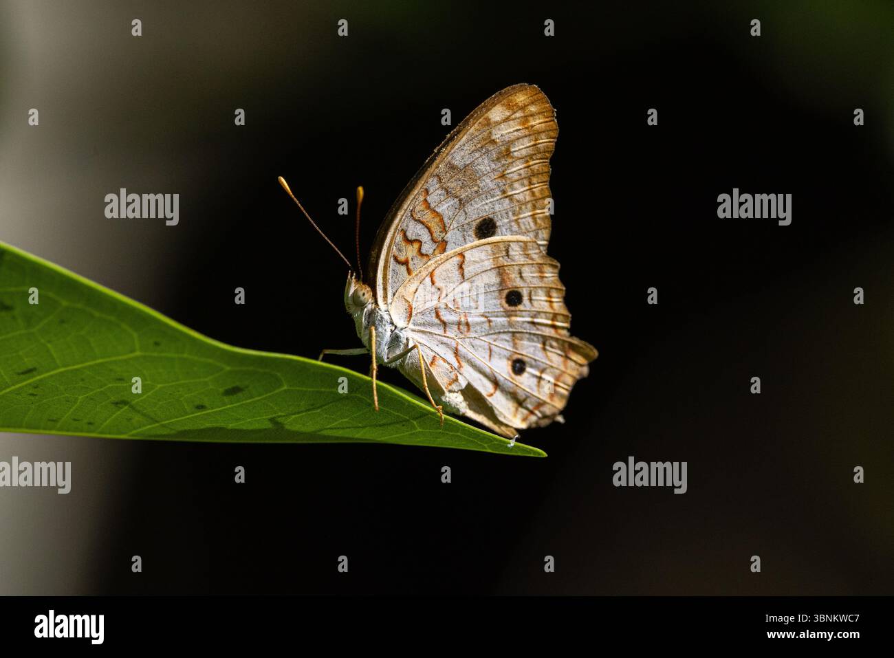Butterflies of Florida White Peacock butterfly Stock Photo - Alamy