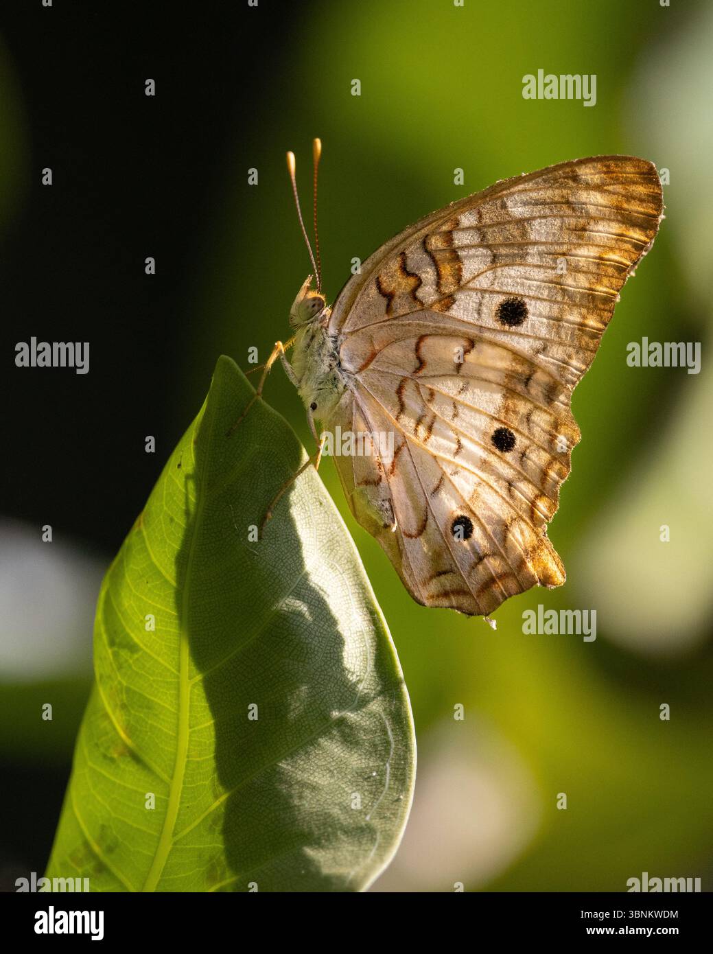 Butterflies of Florida White Peacock butterfly Stock Photo - Alamy