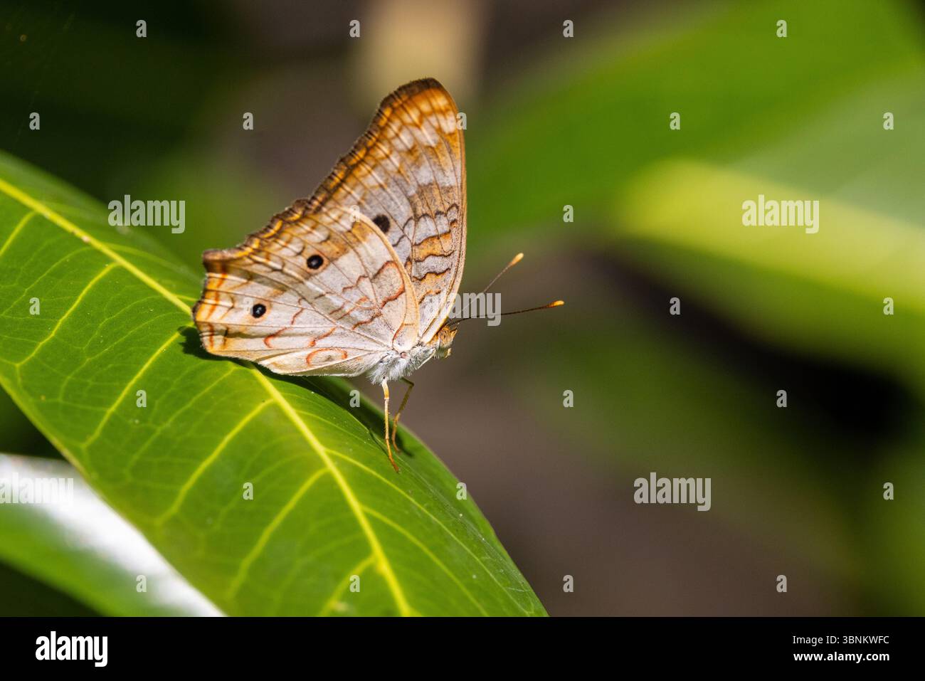 Butterflies of Florida White Peacock butterfly Stock Photo - Alamy