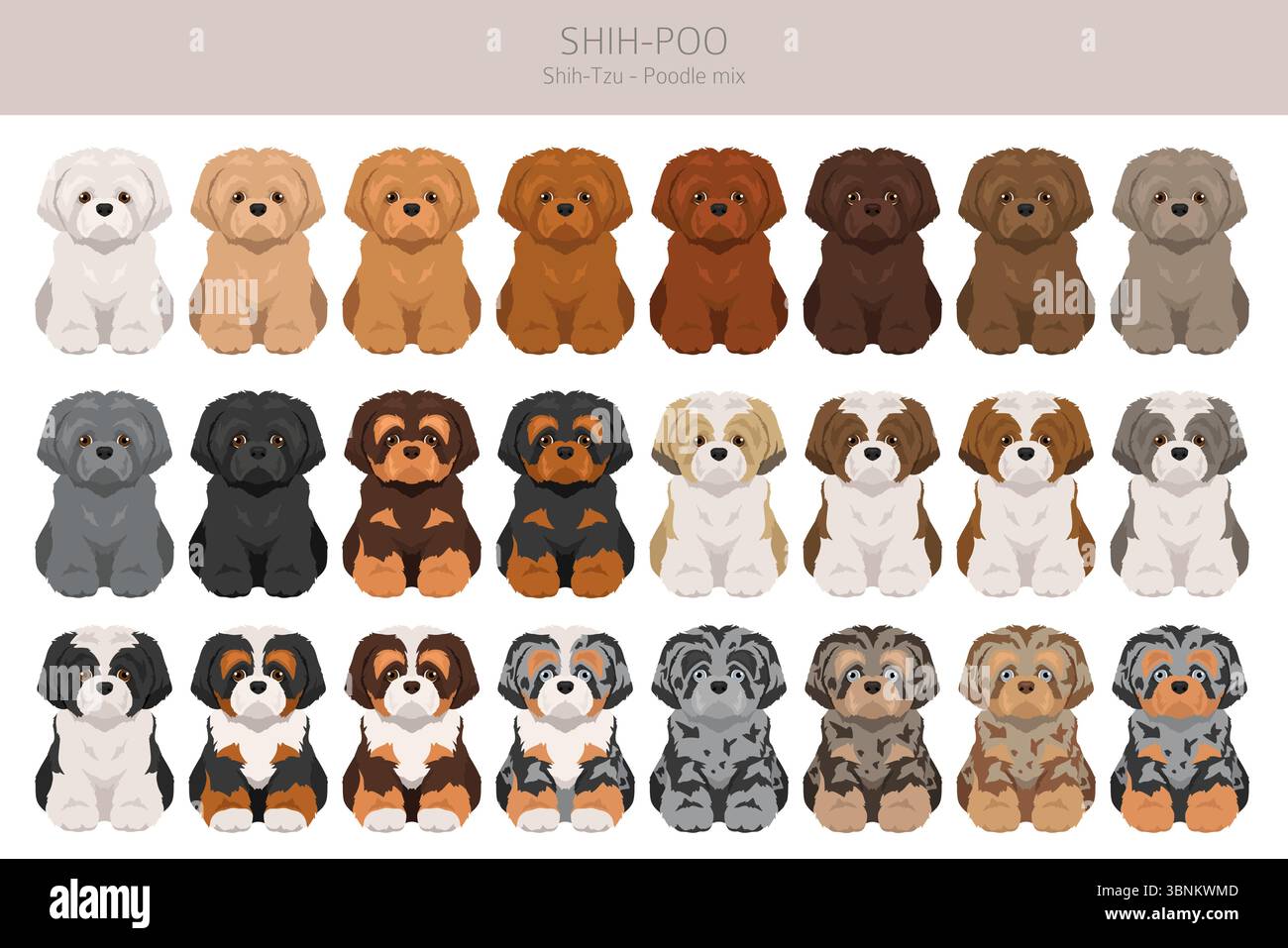 Shih-Poo clipart. Shih-Tzu Poodle mix. Different coat colors set